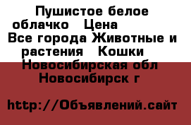 Пушистое белое облачко › Цена ­ 25 000 - Все города Животные и растения » Кошки   . Новосибирская обл.,Новосибирск г.